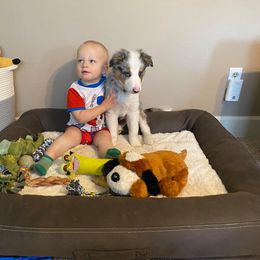 Border Collie Puppies from Cascade Sun Kennels