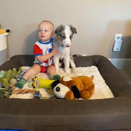 Border Collie Puppies from Cascade Sun Kennels