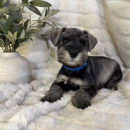 Finn - Salt and pepper male Miniature Schnauzer puppy in Maynard, Minnesota from Linda Maus