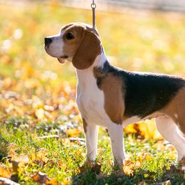 Beagle All Grown Up from Joyful Noise Beagles