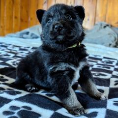 Yellow Girl - Suvi - Black and tan female Lapponian Herder puppy in Prattsburgh, New York from Maalattu Koirankoppi Lapponian Herders