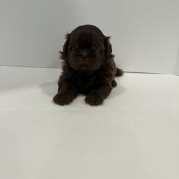 Shih Tzu Puppies from Moore Shih Tzus