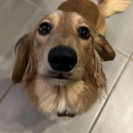 Dachshunds from Longbottom Farms