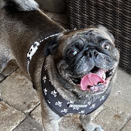 Gator - Pug