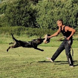 German Shepherd puppies from MK-K9 L.L.C.