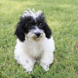 Beau - Poodle