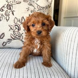 Otis - male Cavapoochon puppy in Burlington, Iowa from Pleasant Home Puppies