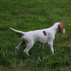Pointer Puppies from Blackthorne Pointers