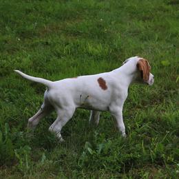 Pointer Puppies from Blackthorne Pointers