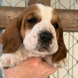 Black collar - Mahogany and white male Basset Hound puppy in Kenansville, Florida from Fancy Hounds