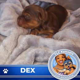 DEX - Chocolate and tan male Yorkshire Terrier puppy in Eastpointe, Michigan from TLC Kennels TenderLittleCuties