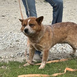 Tigger - Australian Cattle Dog