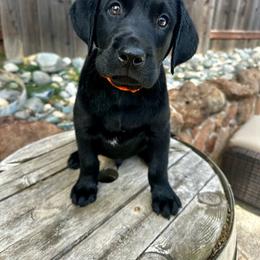 Buster- Orange Collar - Black male Labrador Retriever puppy in Galt, California from On My Side Kennels