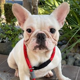 French Bulldogs from falling4frenchies