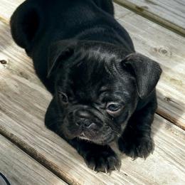 Winifred - Brindle and white female French Bulldog puppy in Greenfield, Missouri from Hope Mountain French Bulldogs