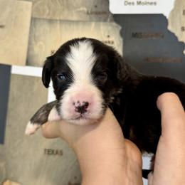 Assorted Doodle Crosses, Aussiedoodle, Australian Mountain Doodle, and Miniature Australian Shepherd Puppies from Aspen Mountain Doodles LLC
