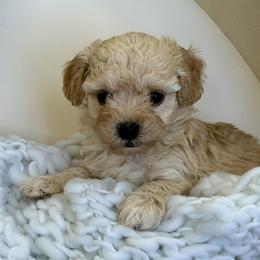 Boy 3 - Apricot male Havapoo puppy in Pleasant Grove, Utah from Snuggle Buddies