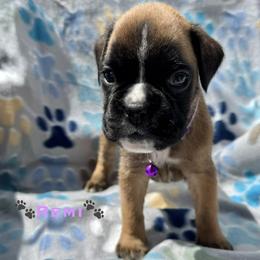Remi - Fawn female Boxer puppy in Cicero, New York from MK Boxer Haven of CNY