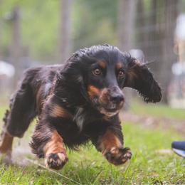 Bandit - Black and tan male English Cocker Spaniel puppy in Bainbridge, Georgia from Chapman Bird Dogs