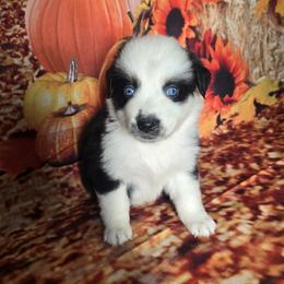 Girl 4 - Black tri-color female Australian Shepherd puppy in Lakeland, Florida from Diamond P Australian Shepherds