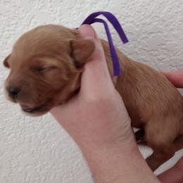 Iris - Red female Cavapoo puppy in Fairfield, Illinois from Positively Doodles