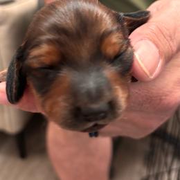 Boy 1- Raph - Chocolate and tan male Dachshund puppy in Dorchester, Texas from Texas Mini Dachs