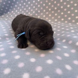 Labrador Retriever Puppies from Amore Labrador Retrievers