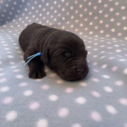 Labrador Retriever Puppies from Amore Labrador Retrievers