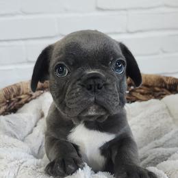 French Bulldogs from Edna's Homegrown Frenchies