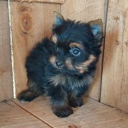Boy 3 - Blue and gold male Yorkshire Terrier puppy in Jamestown, Tennessee from Green Ridge