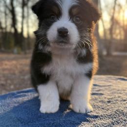 Boy 2 - Black tri-color male Australian Shepherd puppy in Powhatan, Virginia from Ohana Amstaffs and Aussies