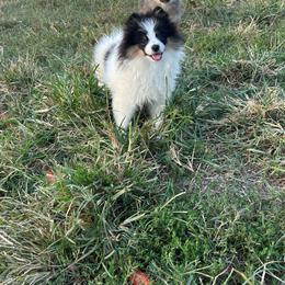 Chevy - Black and tan parti male Pomeranian puppy in Clinton, Tennessee from Liza’s Aussies & Poms