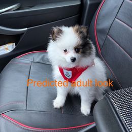 Alaska - Black parti female Pomeranian puppy in Liverpool, Pennsylvania from Destination Dalmatian