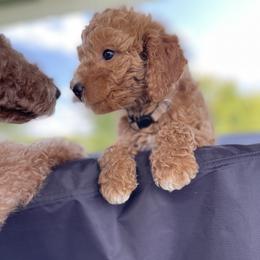 Goldendoodle Puppies from KandE Doodles