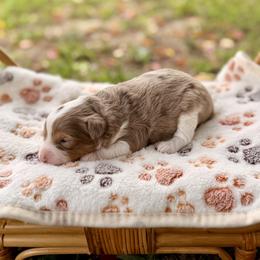 Milan - Red merle male Aussiedoodle puppy in Dunn, North Carolina from Sandy Creek Kennels