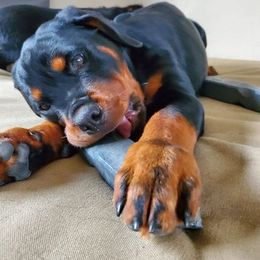 Rottweiler All Grown Up from Morton Von Hause Rottweilers