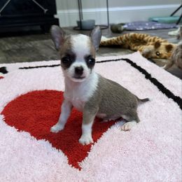 Short coat male - Fawn male Chihuahua puppy in Summerfield, Florida from Uey’s Chihuahuas