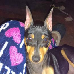 Miniature Pinscher All Grown Up from Lynn Knapp