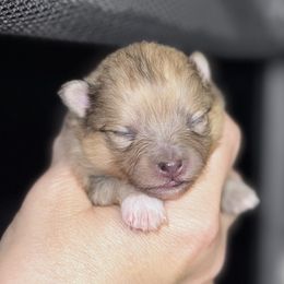 Girl 1 - Orange sable female Pomeranian puppy in Snohomish County, Washington from Heartlove Poms