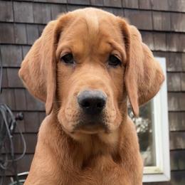 Labrador Retrievers from Range Pond Retrievers