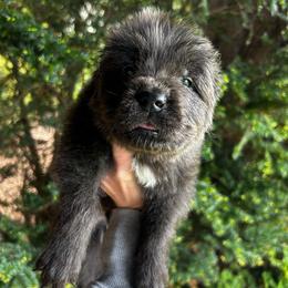 Gray Male - Purple Collar - Gray male Newfoundland puppy in New York from Johnson Farms