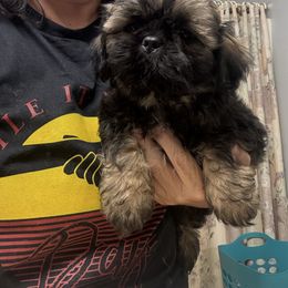 Rusty - Sable male Shih Tzu puppy in Boiling Springs, South Carolina from Sherry Whiteside's Shih Tzus
