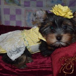 Yorkshire Terrier Puppies from Pooch Perfect Puppies