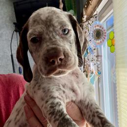 Orange - White and brown male Braque du Bourbonnais puppy in Brandon, South Dakota from Sioux Ridge Pointers