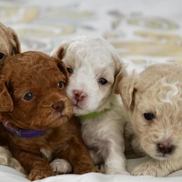 Cavapoos from North Georgia Cavapoos