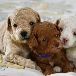 Cavapoos from North Georgia Cavapoos