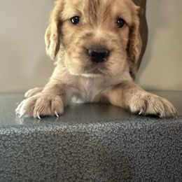 Ryder - Golden male English Cocker Spaniel puppy in Bainbridge, Georgia from Chapman Bird Dogs
