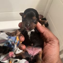 Nova - Black and tan female Yorkipoo puppy in Gastonia, North Carolina from Precious pups dynasty kennel