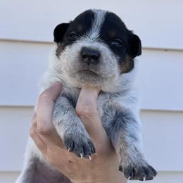 Breezy - Blue speckled female Australian Cattle Dog puppy in Oberlin, Kansas from Hangin R Kennels