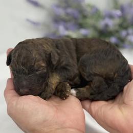 Pop - Sable male Bernedoodle puppy in La Plata, Maryland from Serenity Creek Doodles